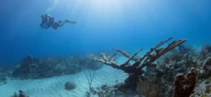 Sweet Bottom Dive Center,